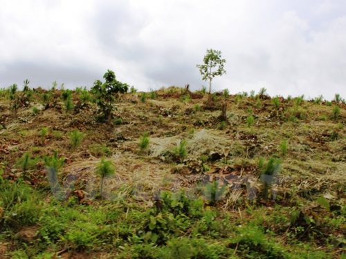 Quả đồi bị cạo trọc ở huyện Di Linh, tỉnh Lâm Đồng. (Ảnh: Hùng Võ/Vietnam+)