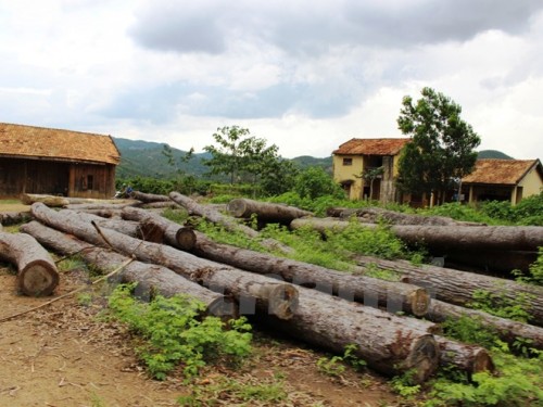 Một bãi gỗ bị tịch thu từ các vụ lâm tặc khai thác trái phép tại huyện Di Linh. (Ảnh: Hùng Võ/Vietnam+)