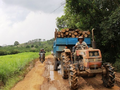 Xe chở gỗ trong khu vực rừng do Công ty lâm nghiệp Tam Hiệp được giao quản lý. (Ảnh: Hùng Võ/Vietnam+)
