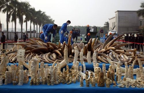 Tiêu hủy ngà voi ở Trung Quốc (Ảnh: washingtonpost.com)