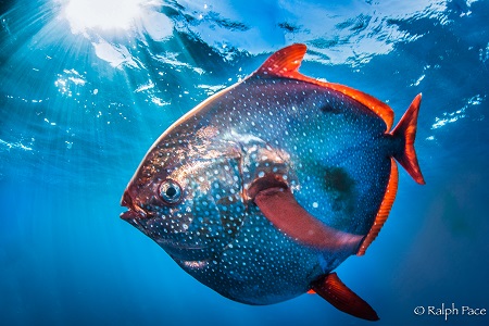 Opah – loài cá máu nóng được tìm thấy đầu tiên trên thế giới
