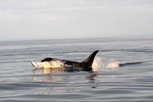 Một chú cá voi đang săn cá hồi tại đảo San Juan, ngoài khơi bang Washington. (Ảnh: Candice Emmons)
