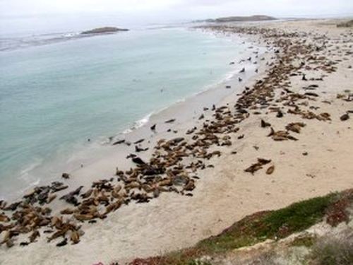 Bãi biển đảo Channel ngoài khơi California với đàn sư tử biển. Mặc dù đối mặt với nhiều thách thức, loài động vật có 10.000 cá thể vào những năm 1950 nay đã lên tới con số 355.000. (Ảnh: NOAA Fisheries/Alaska Fisheries Science Center)