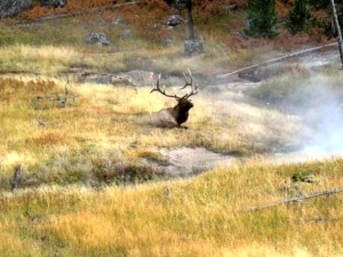 Một chú nai sừng tấm đang nghỉ ngơi trên đồng cỏ tại VQG Yellowstone (Ảnh: Kristin Marshall)