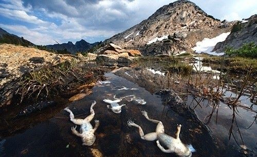 Ếch chết hàng loạt do nấm chytrid fungus (Ảnh: The World of Frogs)