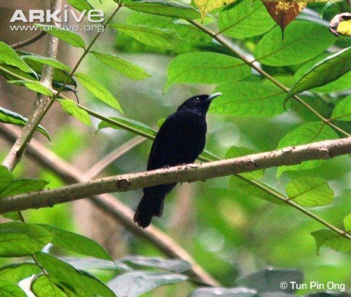 Loài chim cắt Tahiti monarch (Ảnh: Arkive)