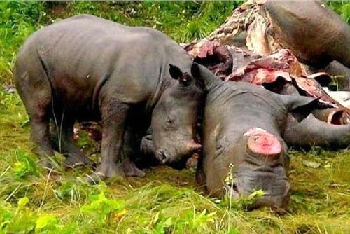 Một chú tê giác con bên cạnh tê giác mẹ bị giết (Ảnh: runningforrhinos.com)