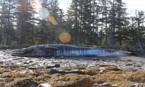Một trong 11 con cá voi vây mắc kẹt trên đảo Kodiak, Alaska. (Ảnh: Bree Witteveen)