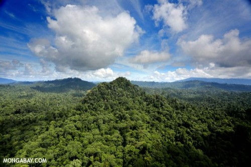Rừng nhiệt đới tại Borneo, Malaysia tiếp tục giảm diện tích với tốc độ nhanh chóng (Ảnh: Mongabay.com)