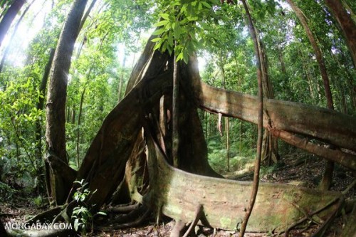 Một quần thể cây ở Vườn quốc gia Daintree, Úc (Ảnh: mongabay.com)