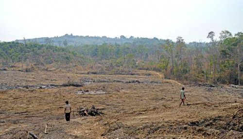 Một khu rừng bị phá để trồng cao su ở Ratanakkiri, Campuchia (Nguồn: phnompenhpost.com)