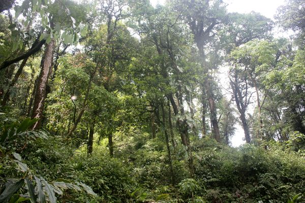 Các nhà khoa học kêu gọi tăng cường bảo vệ các loài thực vật trong Sách Đỏ ở Việt Nam