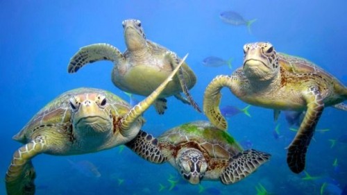 Rùa xanh bơi ở biển thuộc bang Queensland, Úc (Ảnh: WWF)
