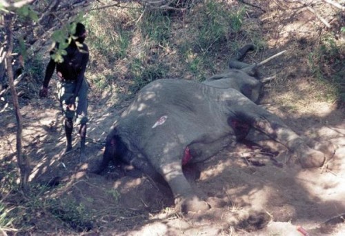 Bị săn trộm lấy ngà và thịt, con voi cái đang mang thai đã chết ngay sau khi bị đánh bẫy (Ảnh: Peter Johnson, Corbis)