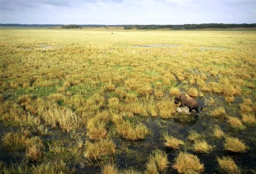 Chú voi đơn độc tại Khu bảo tồn Voi Maputo, Mozambique liệu sẽ là hình ảnh tương lai cho nhiều nơi trên khắp Châu lục đen? (Ảnh: Chris Johns)