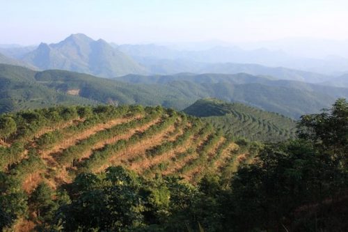 Hơn 20% đất tự nhiên tại Tây Song Bản Nạp, Trung Quốc đã bị chuyển đổi sang trồng cao su (Ảnh: Dietrich Schmidt-Vogt, Trung tâm Nông nghiệp Thế giới)
