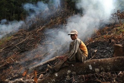 Một bé trai đang đốt rừng làm đất trồng (Ảnh: Jianchu Xu, Trung tâm Nông-Lâm nghiệp Thế giới)