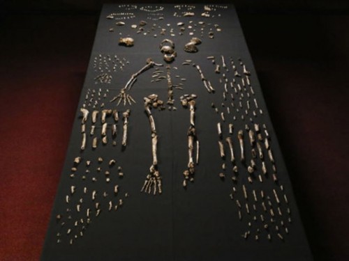 Những mảnh xương hóa thạch được tìm thấy (Nguồn: RT.com)