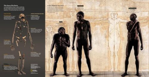 Một bộ xương được ghép lại của người Homo naledi, cùng hình họa so sánh giữa người Homo naledi với những loài khác thuộc họ Homo như Homo erectus.