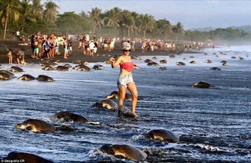 Rùa biển đang bị đe dọa nghiêm trọng khi tới bờ biển Ostional Wildlife Refuge ở Costa Rica để đẻ trứng do quá đông du khách hiếu kỳ tới xem. (Nguồn: CCTVNews)