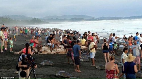 Rất nhiều du khách đã tới bãi biển trong tháng này, thông qua các khu vực không được kiểm soát, để chứng kiến hàng trăm nghìn con rùa biển đẻ trứng ở đây. (Nguồn: CCTVNews)