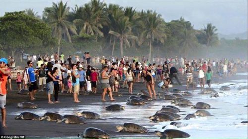 Quan chức Costa Rica đang điều tra những hành vi thiếu trách nhiệm của đám đông khi sự việc này đang hủy hoại nỗ lực của chính phủ để phục hồi số lượng loài rùa Olive Redley vốn đang bị liệt vào danh sách những loài vật đang gặp nguy hiểm. (Nguồn: CCTVNews)