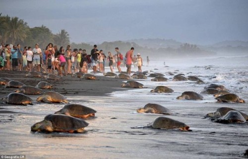 Theo Quỹ động vật hoang dã thế giới, Ostional Wildlife Refuge là một trong hai địa điểm rùa biển Olive Ridely tới nhiều nhất trên thế giới làm tổ. (Nguồn: CCTVNews)
