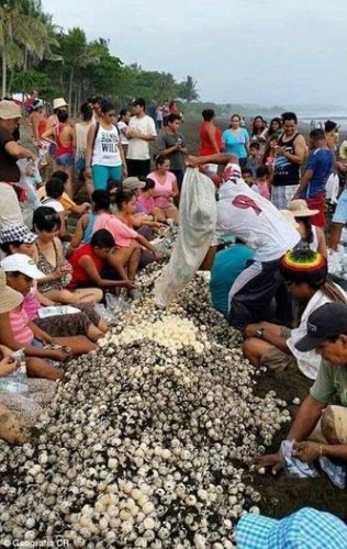 Nhiều du khách thậm chí chặn đường đi, chạm vào rùa, đứng trên tổ rùa và đặt trẻ con lên lưng rùa để chụp ảnh, khiến nhiều con rùa sợ hãi quay trở lại biển mà không kịp đẻ trứng (Nguồn: CCTVNews)