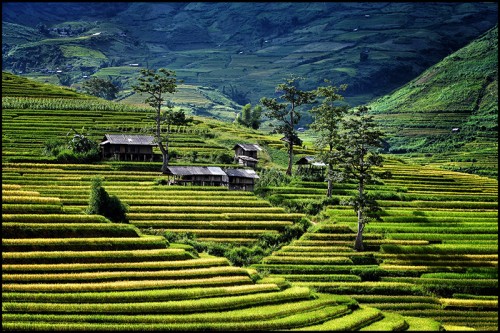 Nằm dưới chân dãy Hoàng Liên Sơn, Mù Cang Chải hiện ra trong hành trình đến với Yên Bái là hình ảnh những bản làng thanh bình bên ruộng bậc thang đang mùa lúa chín. Ảnh: VGP/Xuân Đại