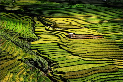 Hàng năm đến mùa lúa chín, (từ tháng 9 đến tháng 10), những người yêu du lịch và nhiếp ảnh lại đổ về đây để chiêm ngưỡng và ghi lại hình ảnh của những thửa ruộng bậc thang đẹp đến mê hồn (Ảnh: VGP/Xuân Đại)