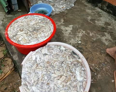Vận chuyển trái phép hơn 1,3 tấn động vật nghi là hải sâm