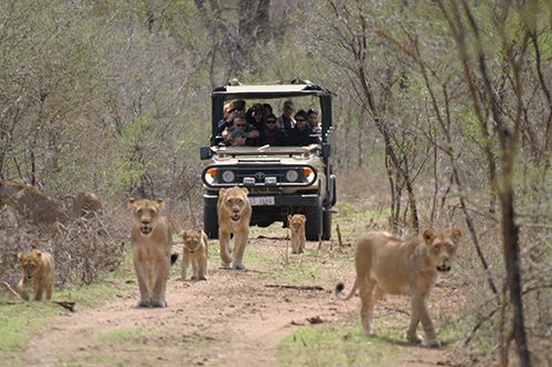 Kruger là điểm thu hút lớn đối với khách du lịch tại Nam Phi.