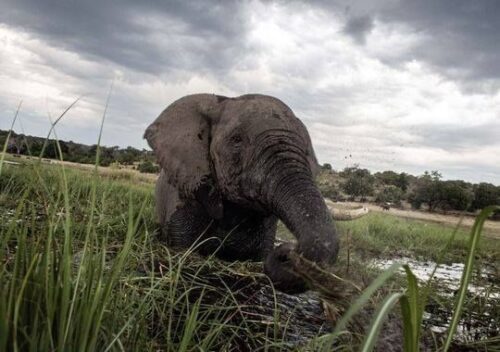 Một chú voi đang tắm mình trên sông Chobe trong lúc mặt trời lặn tại Công Viên Quốc Gia Botswana Chobe. Các nhà khoa học cảnh báo loài voi Châu Phi có thể bị tuyệt chủng trong vài thập kỉ tới (Ảnh: Chris Jek, AFP/Getty Images)