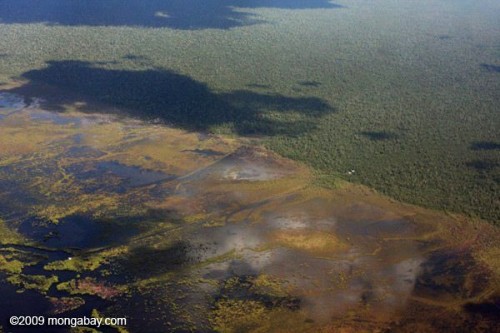Một đầm lầy than bùn tại tỉnh Central Kalimantan thuộc Indonesia (Ảnh: Rhett A.Butler)