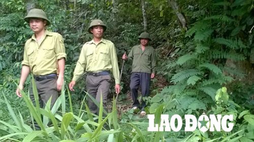 Quảng Bình: Cứu hộ 40 con vẹt ngực đỏ và 1 con cu li quý hiếm