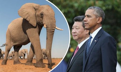  Các nhà lãnh đạo quyết tâm ngăn chặn nạn săn voi lấy ngà