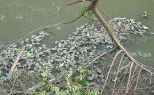 Nguồn nước nhiều dòng sông tại Hà Nội đã bị ô nhiễm nghiêm trọng