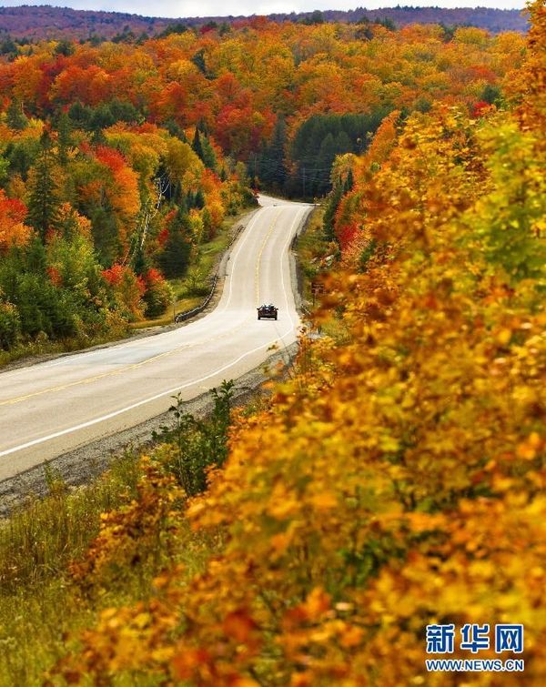 Một chiếc ôtô băng qua con đường nhuộm đỏ bởi lá phong của công viên Algonquin ở Ontario, Canada. Cuối tháng Chín là thời điểm Canada bước vào mùa Thu (Nguồn: Xinhuanet)
