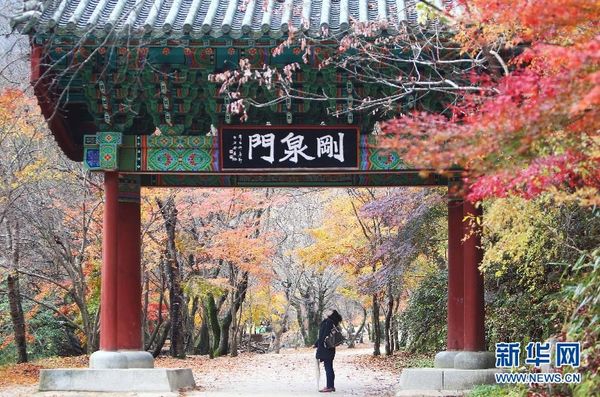 Một du khách chụp ảnh ở Jeollabuk-do, Hàn Quốc ngày 6/11/2012. Jeollabuk-do là một tỉnh thuộc Tây Nam Bộ của Hàn Quốc, một địa điểm du lịch nổi tiếng của nước này. Cuối mùa Thu, cả vùng này đều được nhuộm màu lá cây, màu của mùa Thu (Nguồn: xinhuanet)