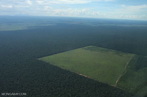 Phá rừng Amazon để trồng cỏ hoặc đậu nành (Ảnh: Rhett Butler/Mongabay) 
