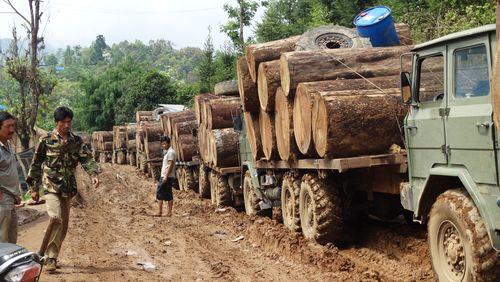 Xe chở gỗ qua bang Kachin sang biên giới Trung Quốc, tháng 4 năm 2015 (Ảnh: EIA)