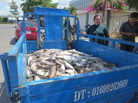 Cá bị chết trắng hàng loạt được dân mang tới trụ sở UBND tỉnh (Ảnh: LĐO) 