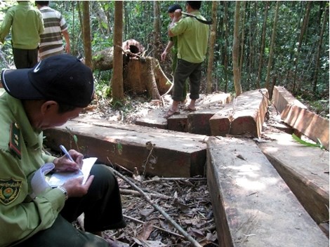 Lực lượng kiểm lâm thống kế, ghi nhận hiện trường số gỗ bị chặt phá tại rừng đặc dụng Bà Nà-Núi Chúa