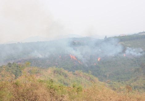  Nhiều diện tích rừng ở Đắk Nông bị tàn phá vô tội vạ