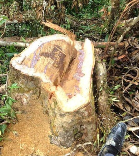 Gỗ khai thác từ trong Khu Bảo tồn thiên nhiên Pù Hoạt được đưa lên xe tải chở ra ngoài (ảnh trên) và một cây lớn vừa bị đốn hạ 