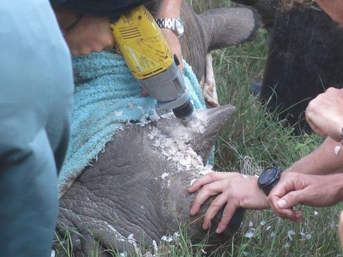 Mỗi chú tê giác sau khi thả sẽ được tiến hành cấy định vị GPS vào cổ. (Ảnh do Khu bảo tồn Lewa cung cấp)