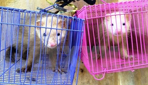 Hai cá thể chồn chiết châu Âu (Ảnh: Lê Đức Hoảnh/TTXVN)