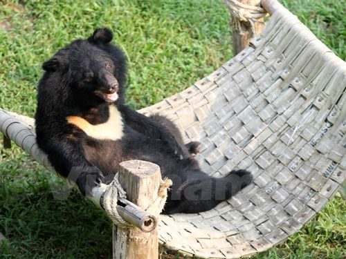 Cũng như các loài động vật hoang dã khác, gấu cần được sống trong môi trường tự nhiên (Ảnh: Hùng Võ/Vietnam+)