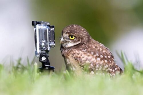 Con chim cú mèo tạo dáng bên chiếc GoPro (Nguồn: comedywildlifephoto)