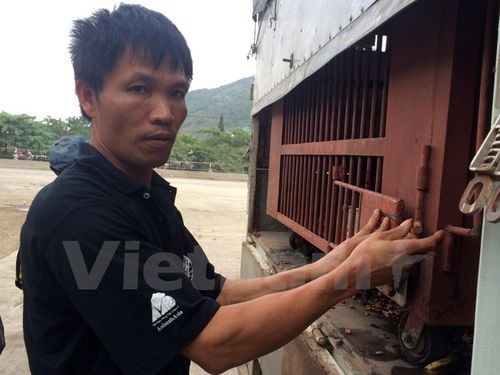 Ông Tuấn hiện đang là người phụ trách khẩu phần ăn và trực tiếp chăm sóc các cá thể gấu ở Trung tâm cứu hộ gấu Việt Nam (Ảnh: PV/Vietnam+)